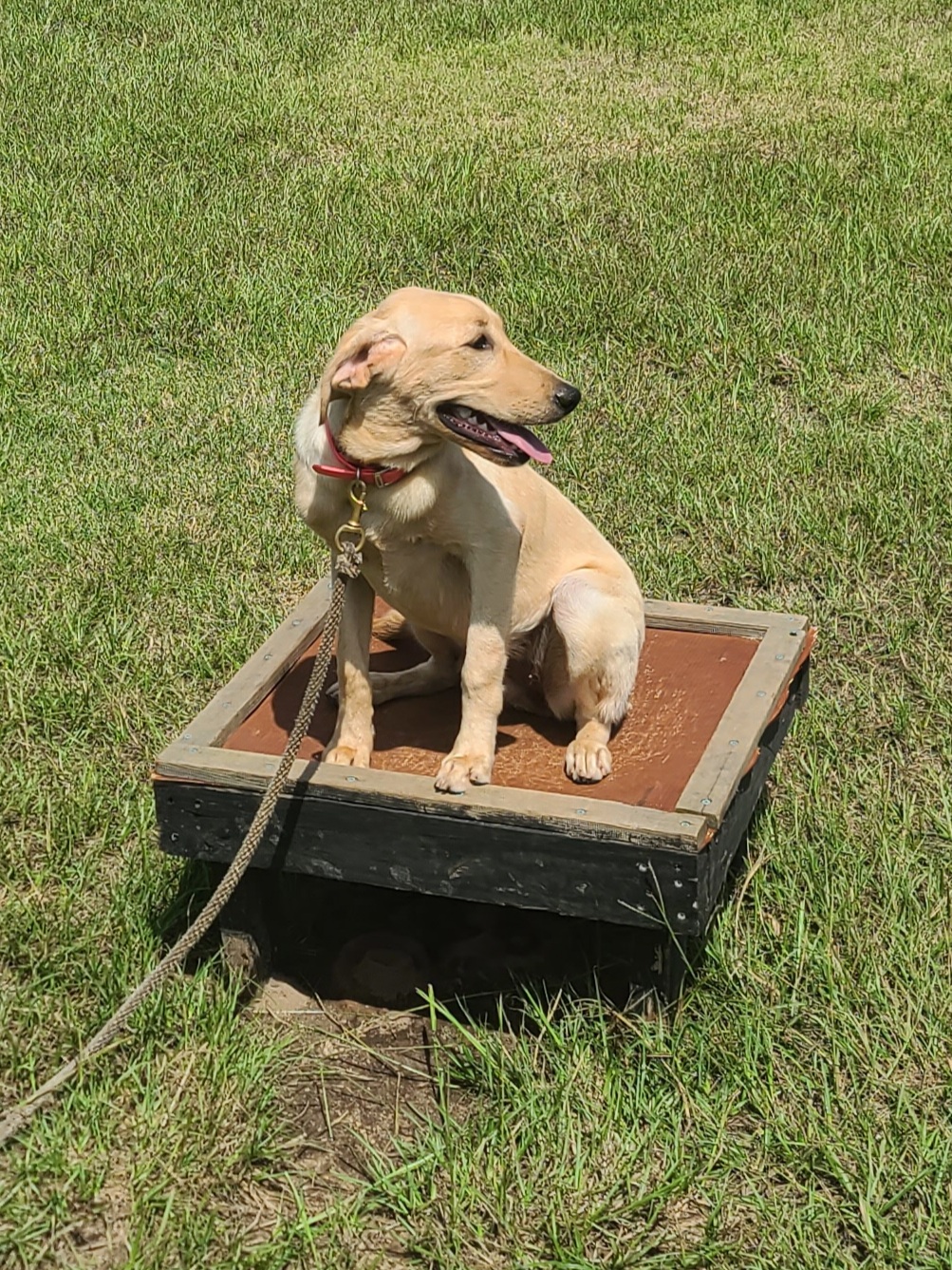 Bear Bottoms Creole Boujie | Yellow Labrador Retriver