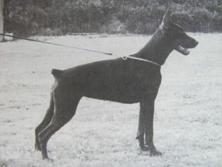 Ria v.d. Wieteke's Hoeve | Brown Doberman Pinscher