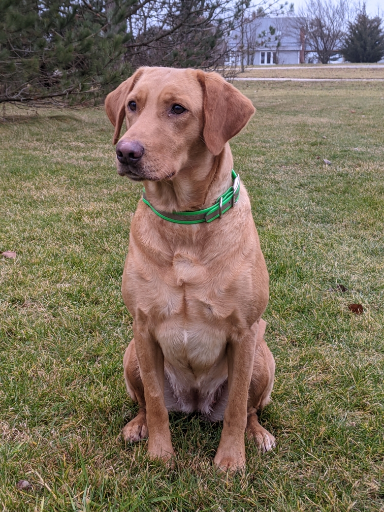 Tawa Creek's Lily May | Yellow Labrador Retriver