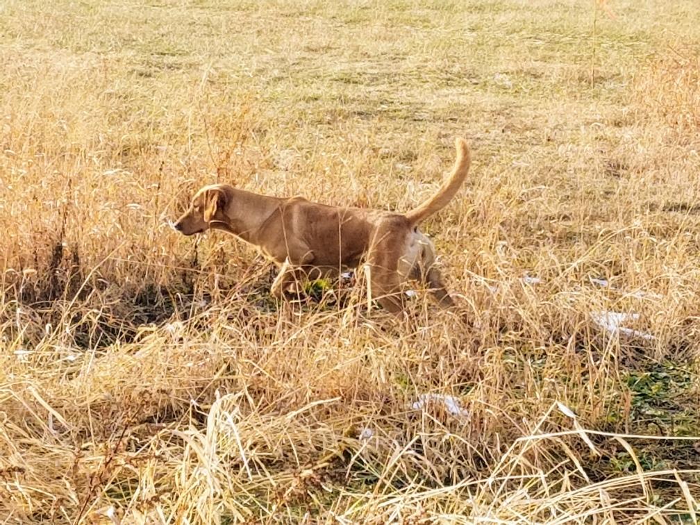 Radar's Autumn Sun Rise | Yellow Labrador Retriver