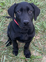 Kindig's Free Spirit | Black Labrador Retriver