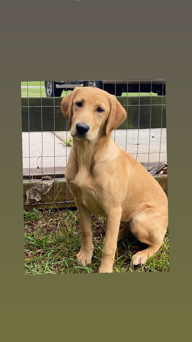 Ducktown's LA-DI-DA CGC | Yellow Labrador Retriver