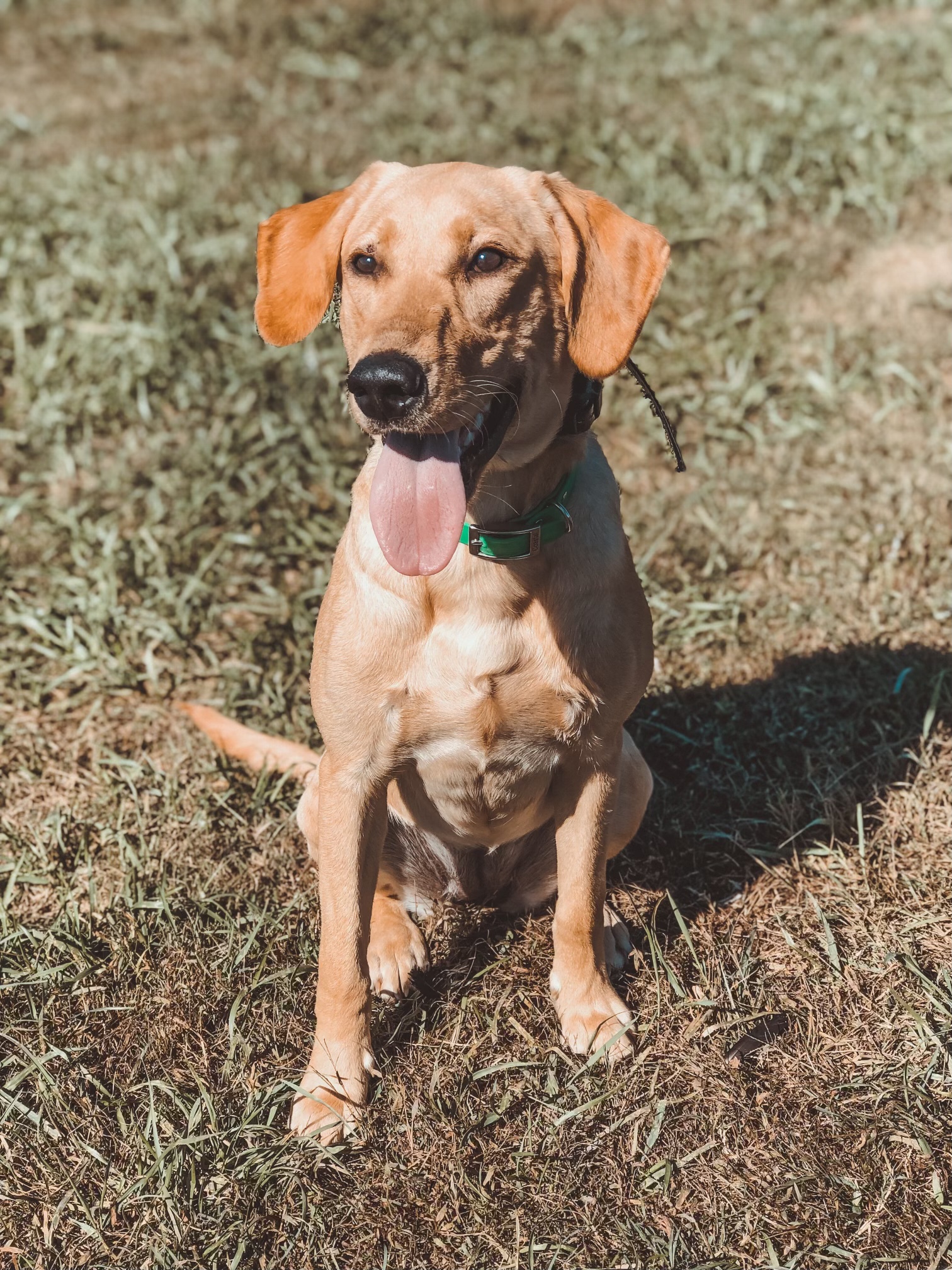 Old Souths Plain White Trash | Yellow Labrador Retriver