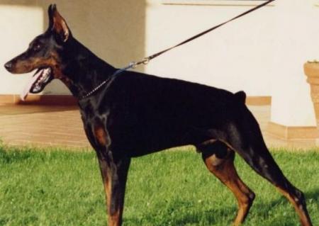 Kaiser Mark di Casa Coppo | Black Doberman Pinscher