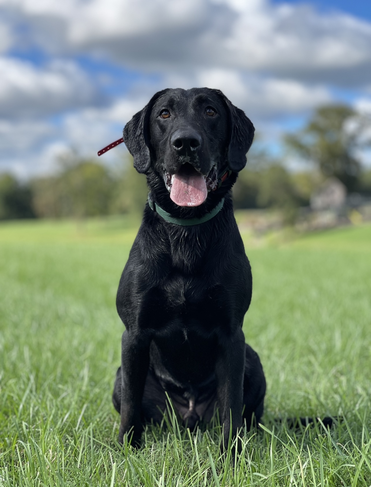 I Am Pac Man | Black Labrador Retriver