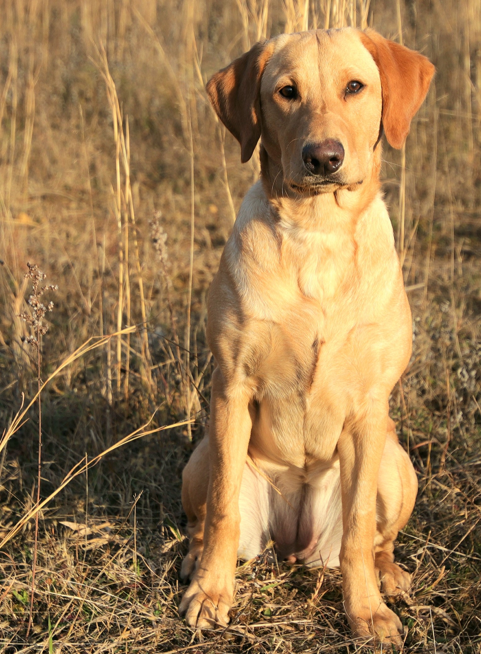 HR Ruff and Rowdy Days Waylyn | Yellow Labrador Retriver