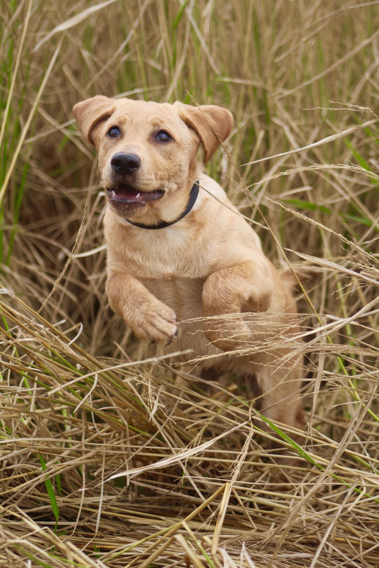 RCR’s Magnolia On Display | Yellow Labrador Retriver