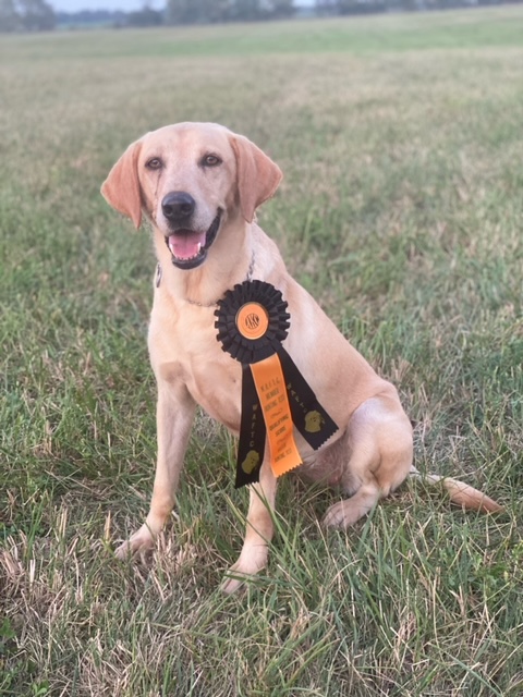 HRCH Sigrist’s Sexy Lexi | Yellow Labrador Retriver