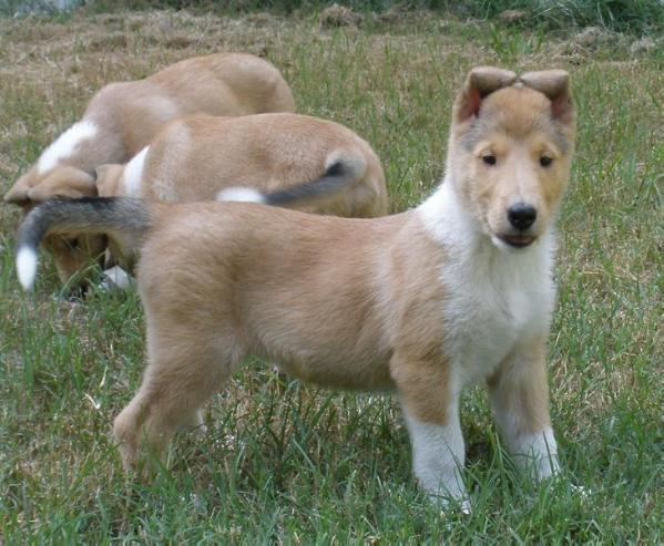 Spiritwind Kejo's Southern Decadence | Smooth Collie 