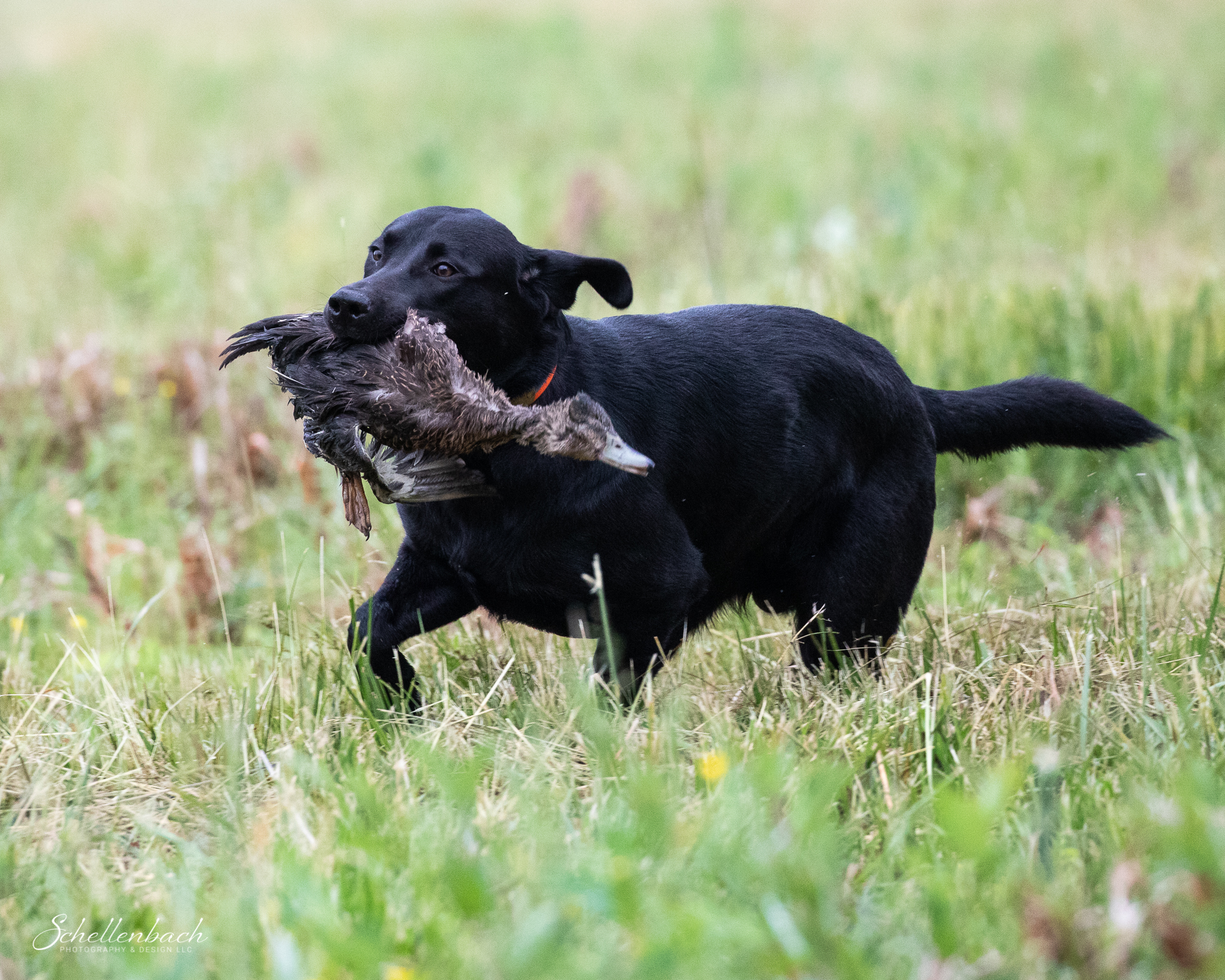 Windmere's Conspiracy Theory JH SH | Black Labrador Retriver