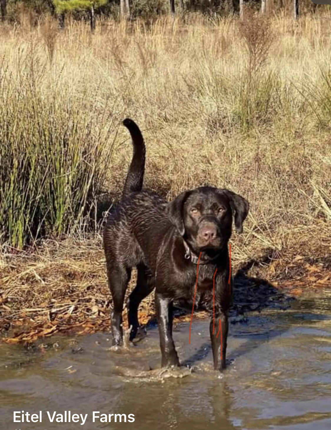 Eitel Valley Farm’s Fireball Whiskey | Chocolate Labrador Retriver