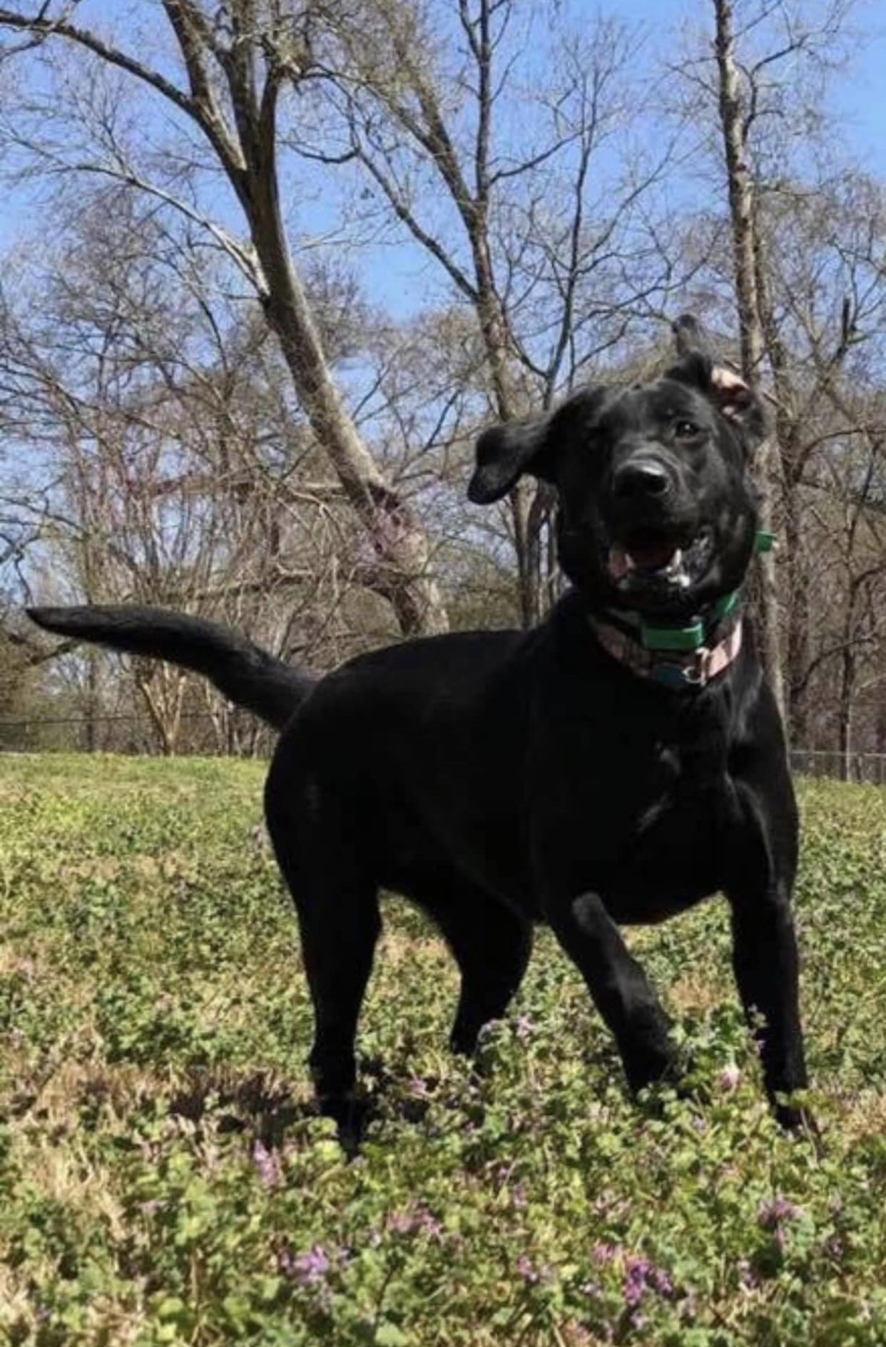 Eitel Valley Farm’s Sleeping on a Blacktop | Black Labrador Retriver