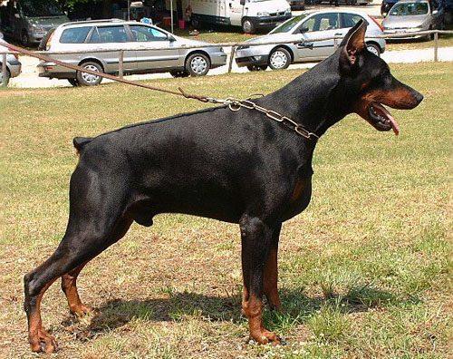 Ardens Gauguin | Black Doberman Pinscher