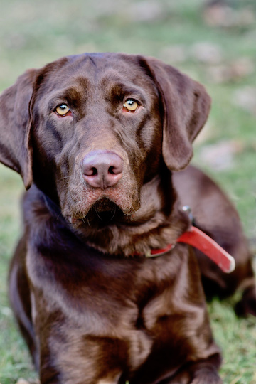 Arkansas Labs Teddy Bear | Chocolate Labrador Retriver