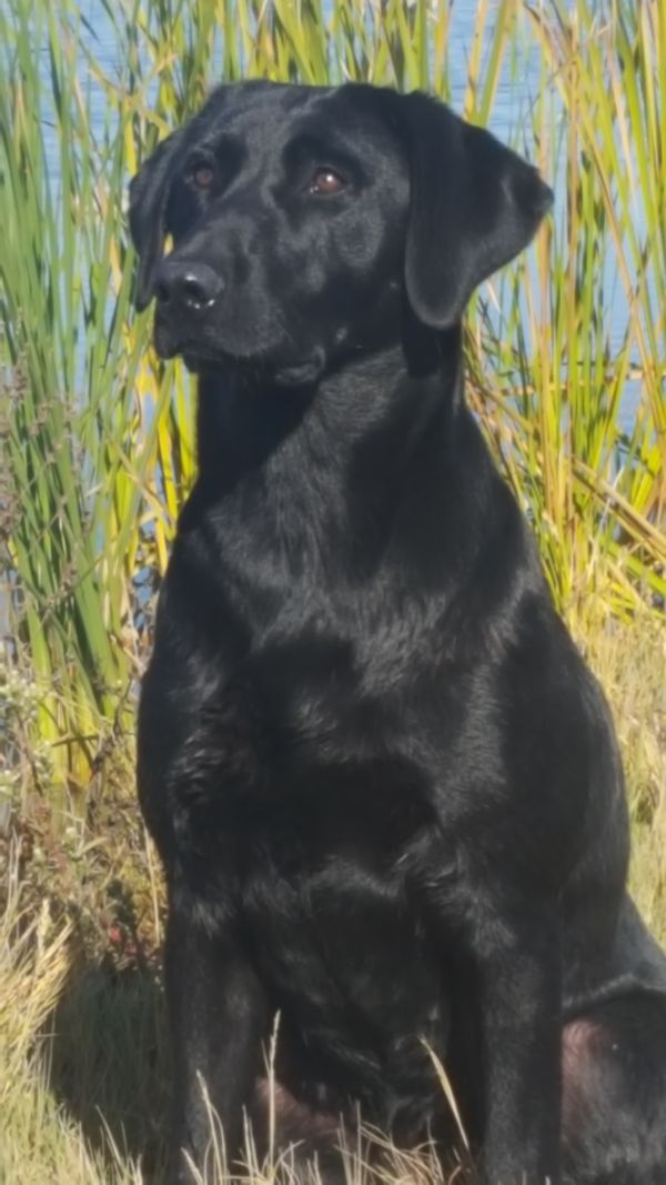 Black Pearls Kalypso | Black Labrador Retriver