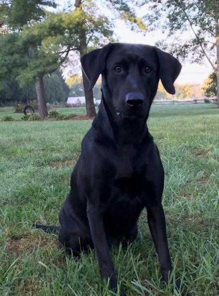 Baypoint Katie | Black Labrador Retriver