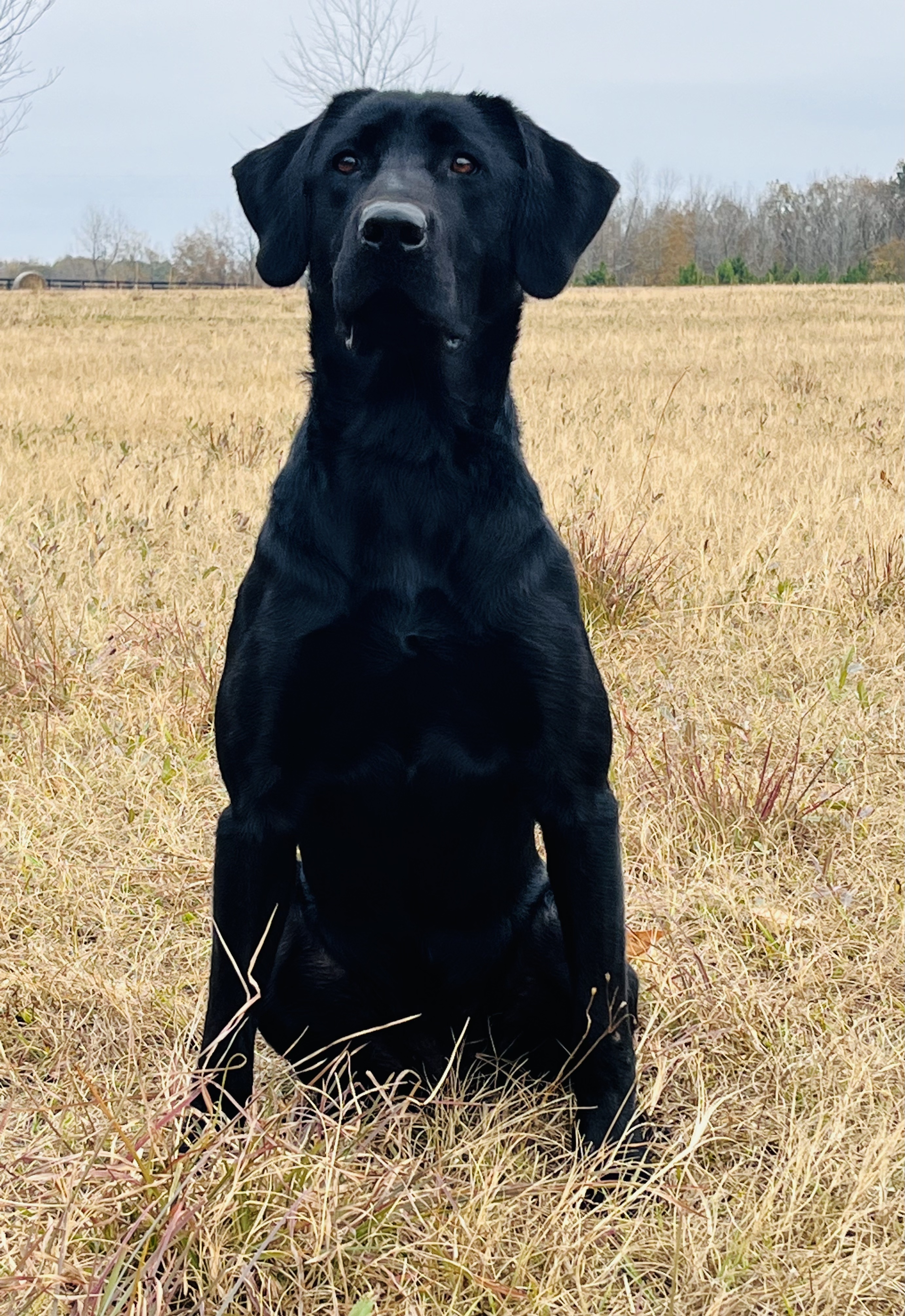 SH 5T Farms Tater Tot | Black Labrador Retriver