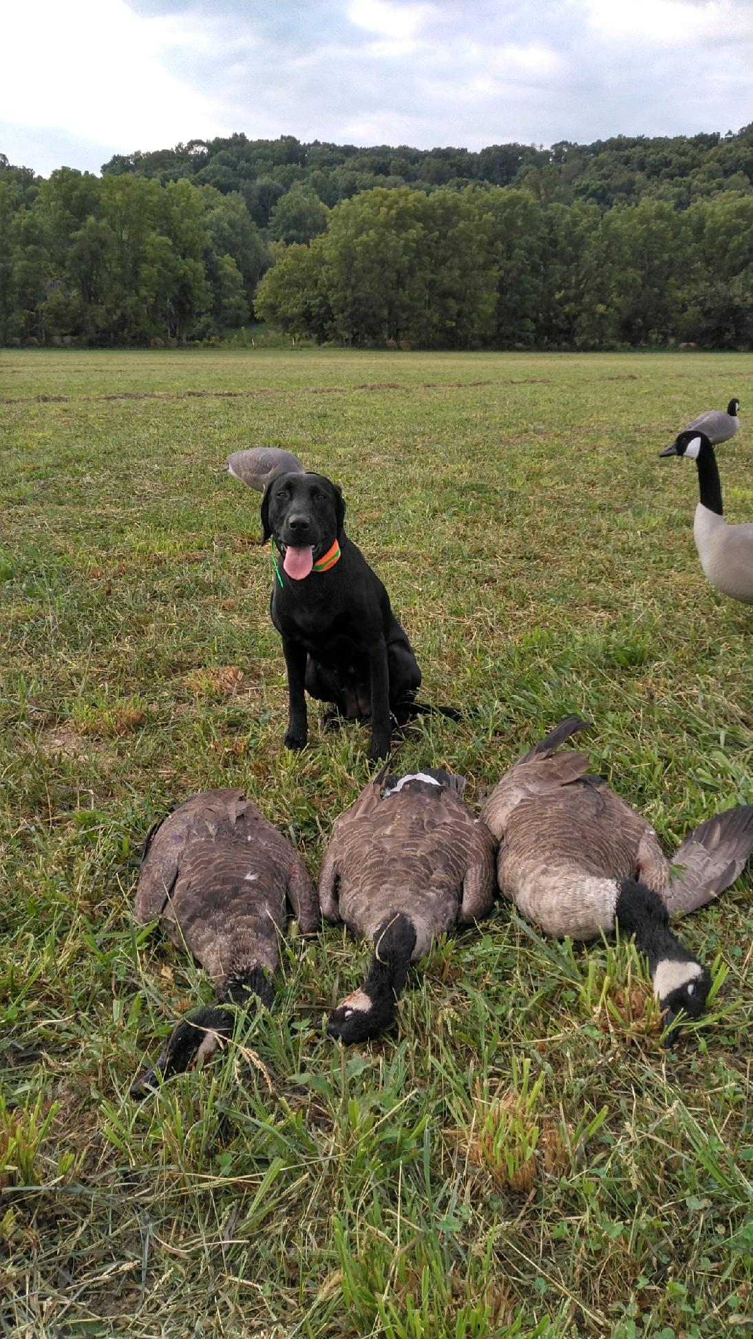 SHR Elkins' Wildpepperhunter JH | Black Labrador Retriver