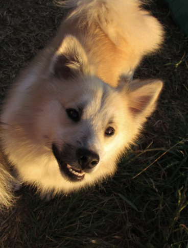 Kersins Leifur Heppni | Icelandic Sheepdog 