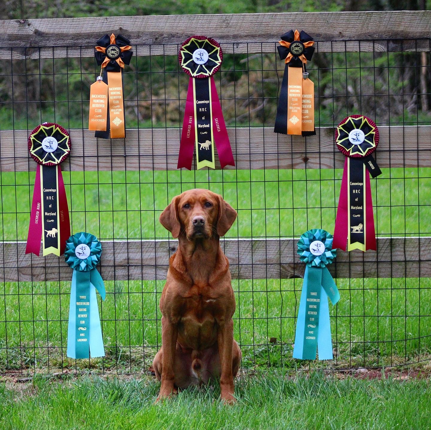 HR  Red Ryders Risky Attitude | Yellow Labrador Retriver