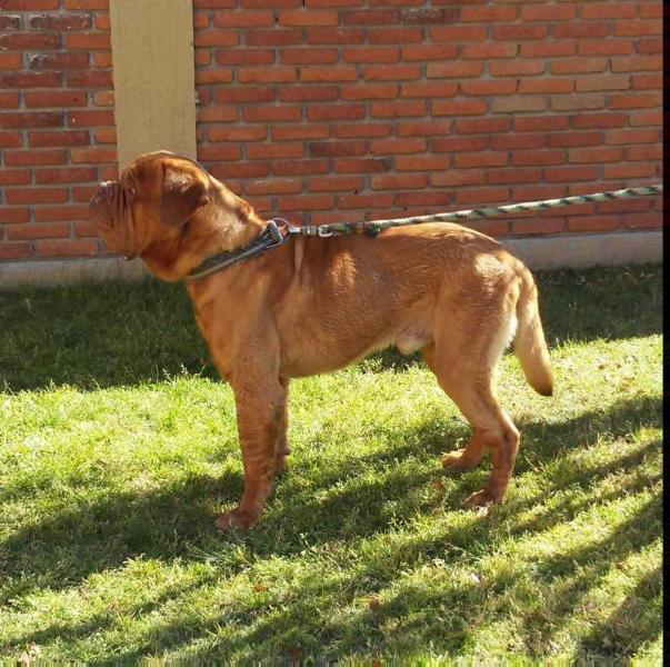 Junior sm | Dogue de Bordeaux 