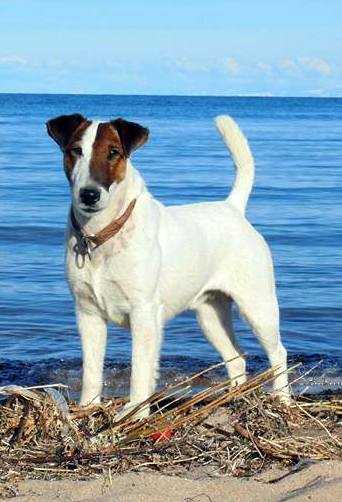 Residenset's Kicking and Screaming | Smooth Fox Terrier 