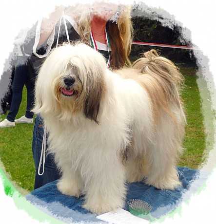 Rozsdas Halasz Sang-Po Kaya | Tibetan Terrier 