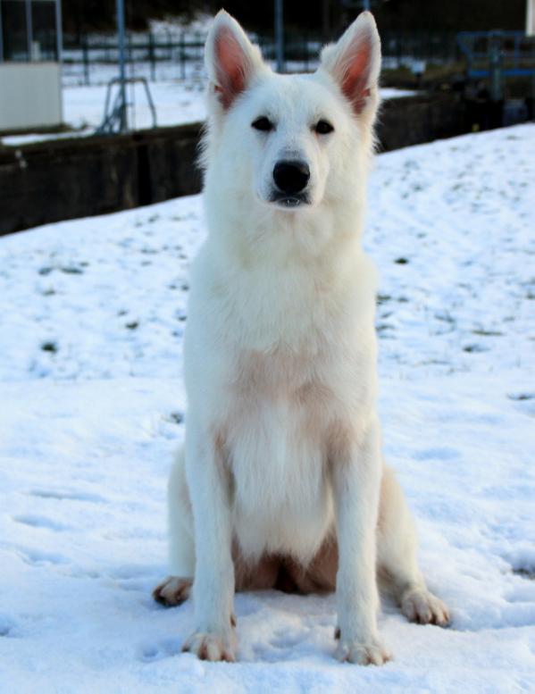 I Love you Joyce de la Divine Blanche | White Swiss Shepherd Dog 