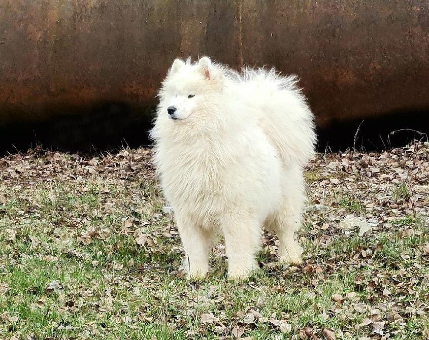 EDZHINA | Samoyed 