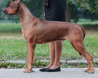 Virinta | Rhodesian Ridgeback 