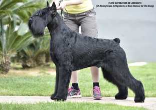 FLOYD MAYWEATHER DE LORDSHIP´S | Giant Schnauzer 