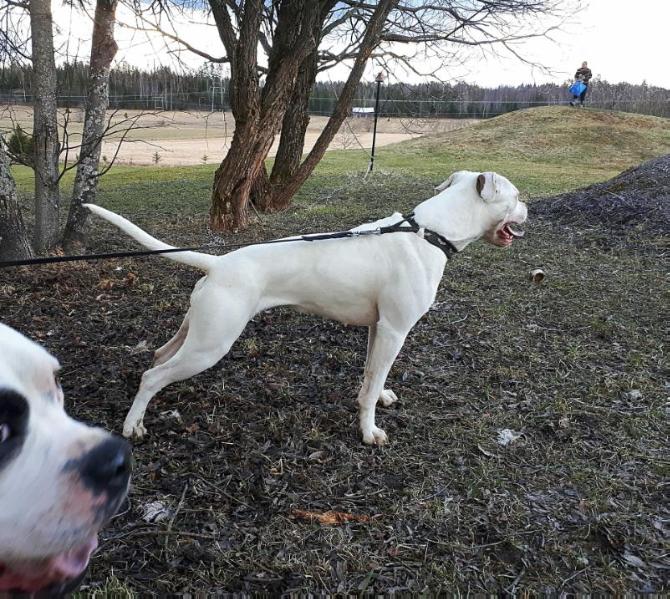 Pete's Eleanor Gamgee | American Bulldog 