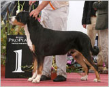 Sennenhund Rossii Akella | Greater Swiss Mountain Dog 