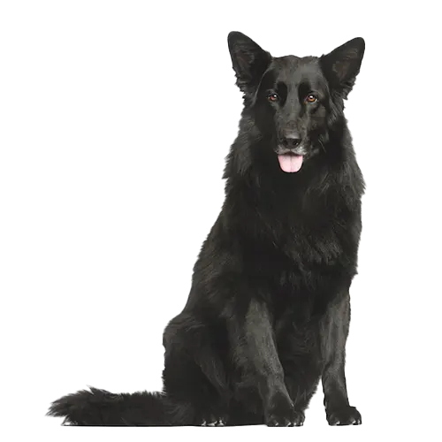 Belgian Sheepdog