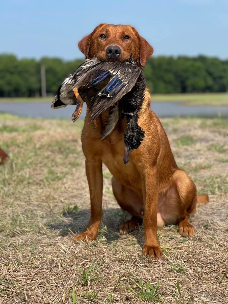 Red Hots Let’s Get This Started | Yellow Labrador Retriver