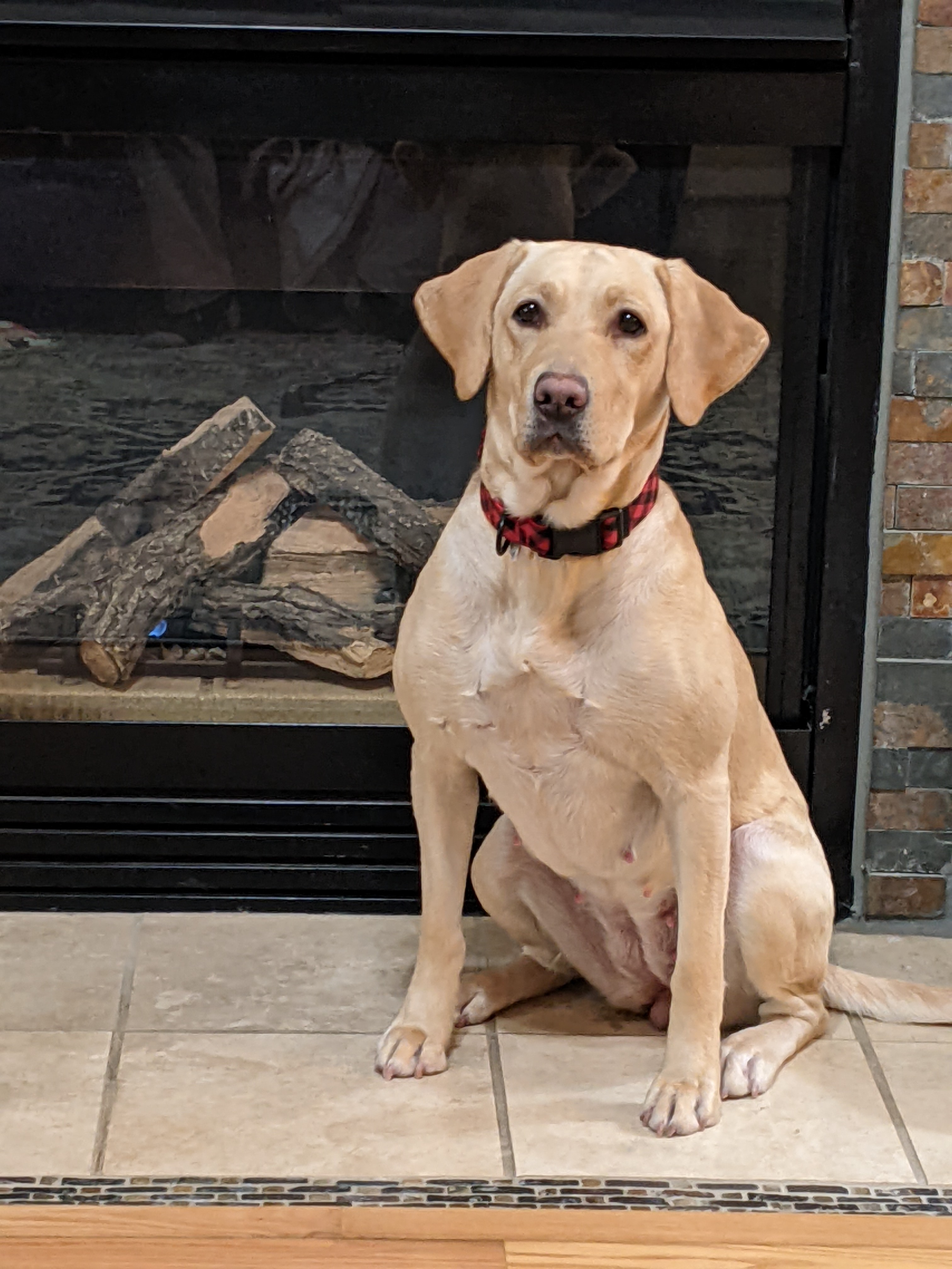 GMPR Aarons Georgia Peach | Yellow Labrador Retriver