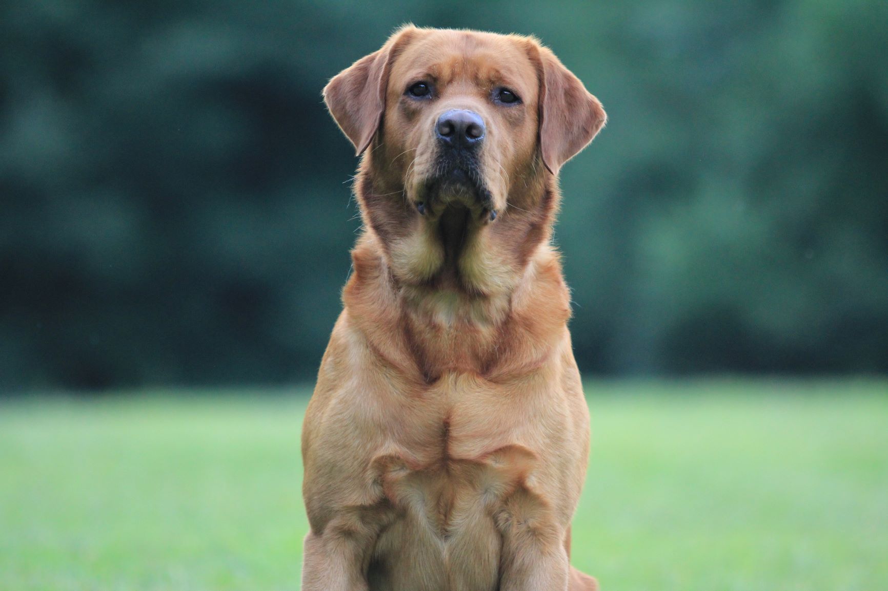 HR Wyatt William Wallace Sorrells SH | Yellow Labrador Retriver