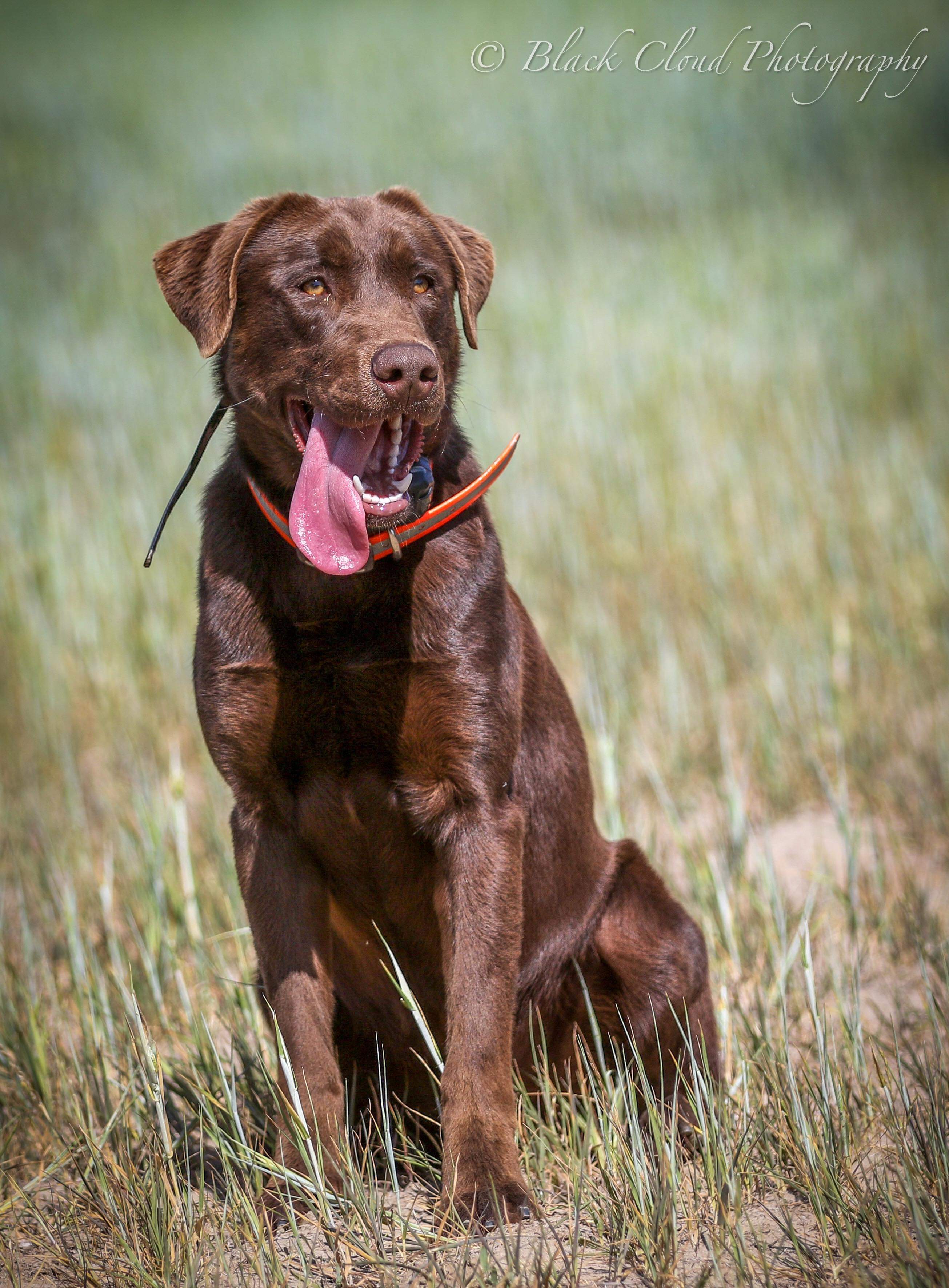 Bck Cam Chowder Soup DM | Chocolate Labrador Retriver