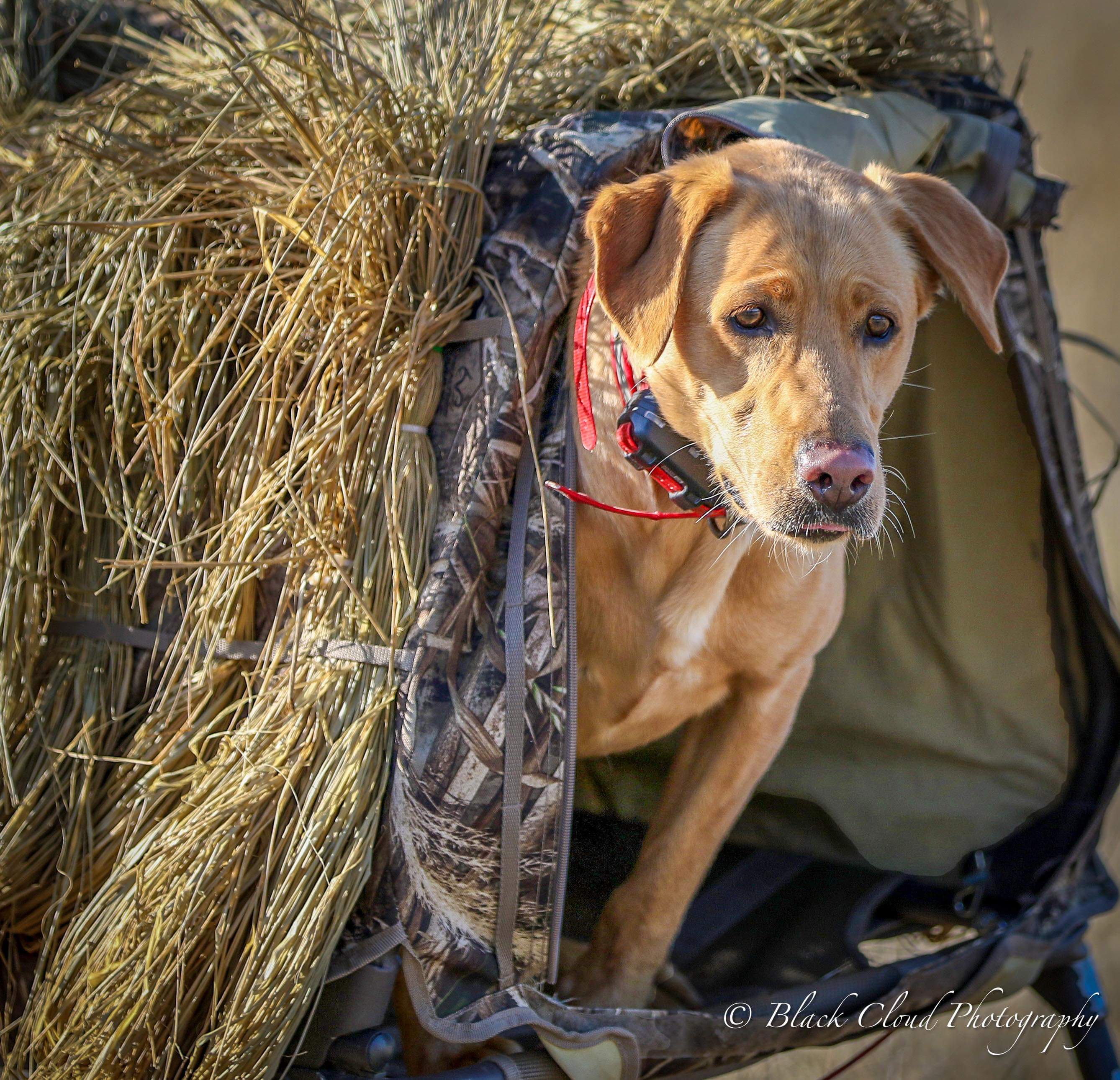 Worth-every-penny  DS | Yellow Labrador Retriver