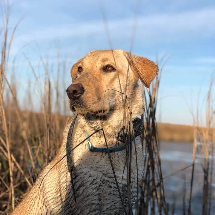 Third coast retrievers millie  DN | Yellow Labrador Retriver