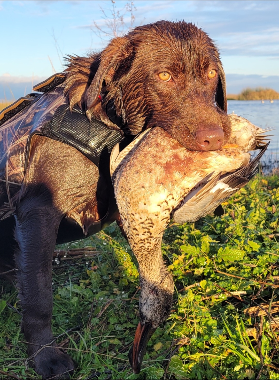 Barracuda Cricket On The Water | Chocolate Labrador Retriver