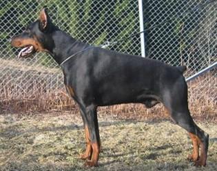 Ardens Montoya | Black Doberman Pinscher