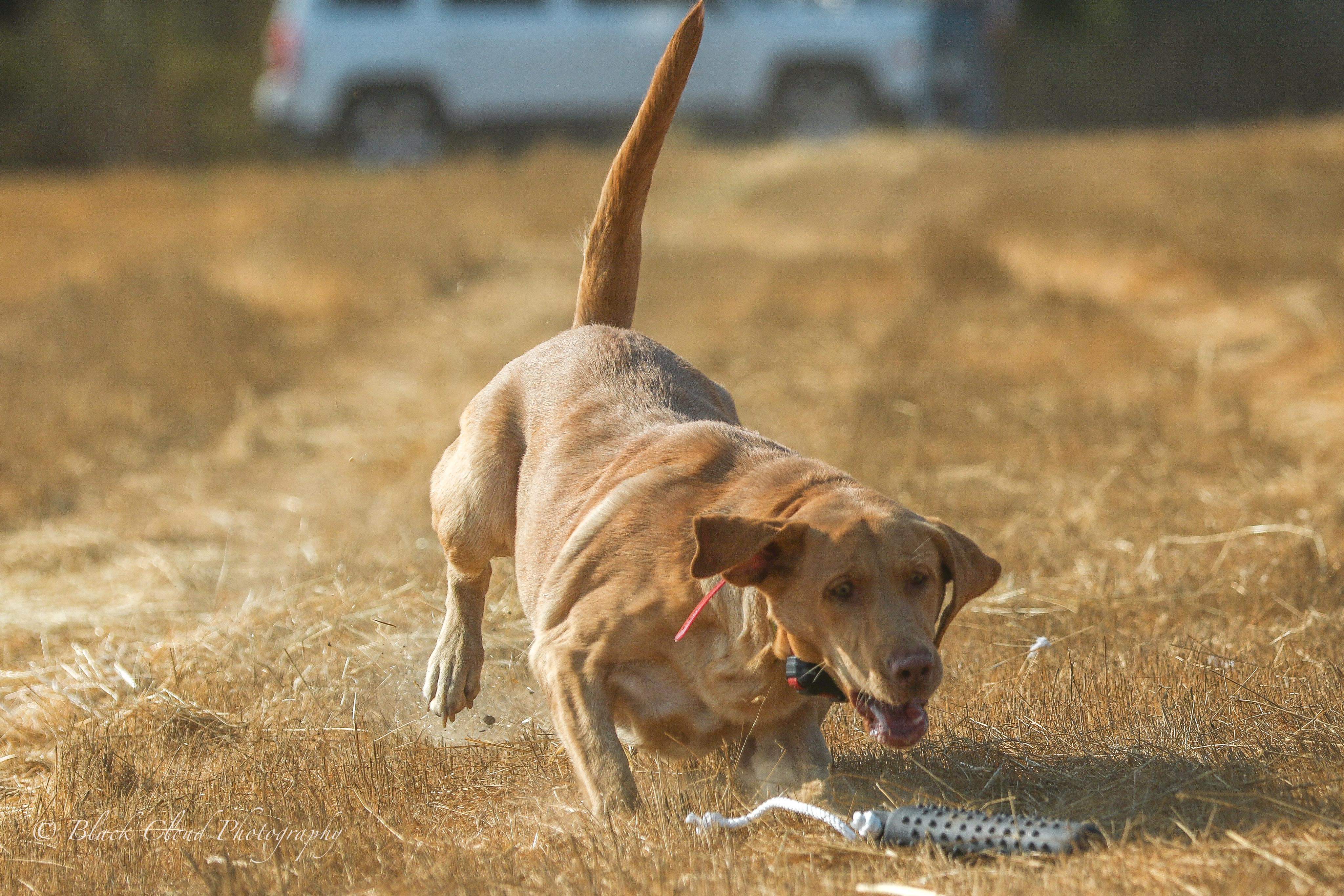 Rockin Red Robin | Yellow Labrador Retriver