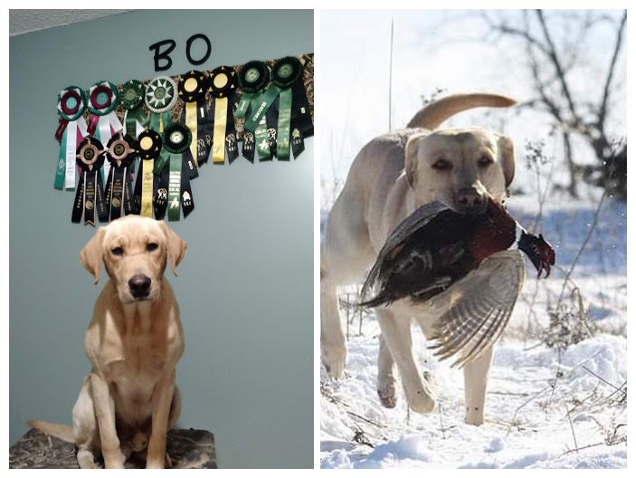 HRCH Heartland's Fetch'em Up Bo | Yellow Labrador Retriver