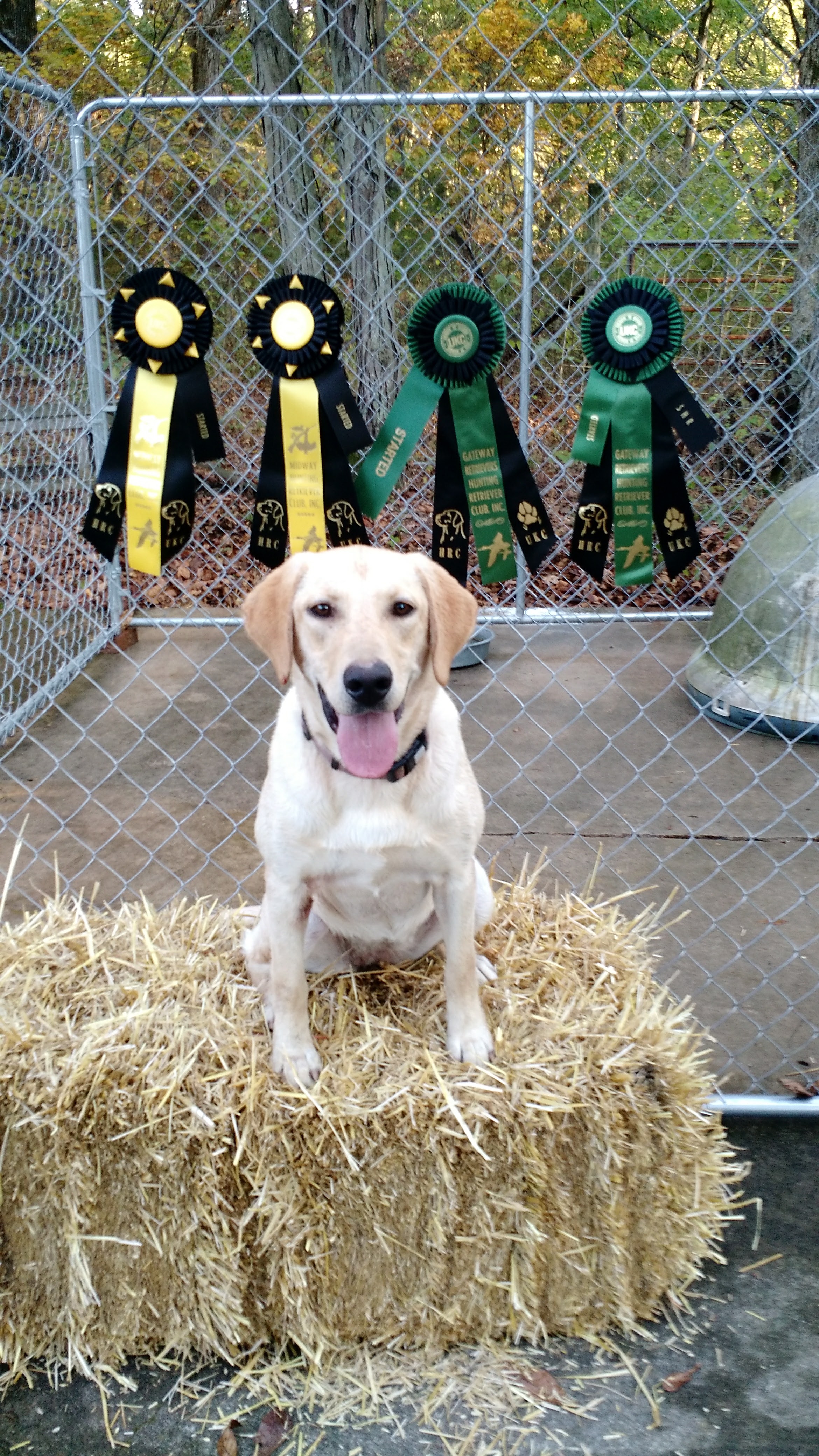 SHR Heartland's Coulters Run Hope | Yellow Labrador Retriver