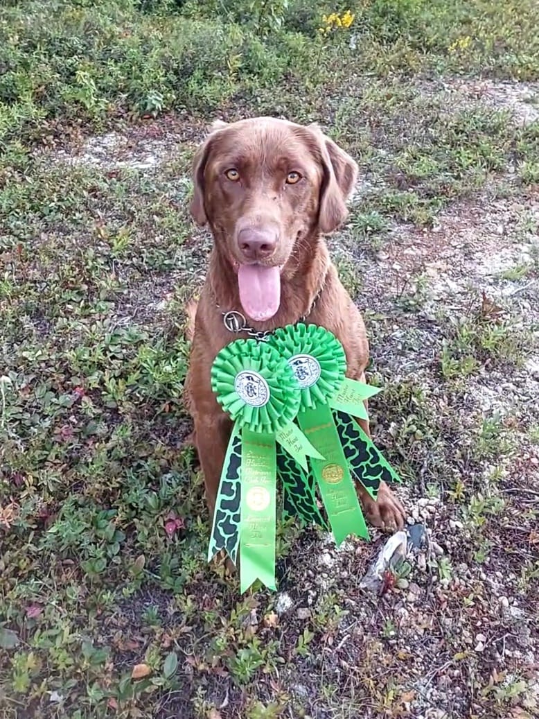 Maestro's Chunky Devil WC SH | Chocolate Labrador Retriver