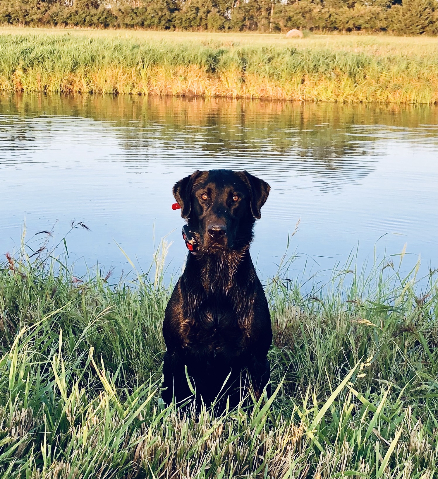 Steadfast's Fuego Ain't Got No Quit | Black Labrador Retriver