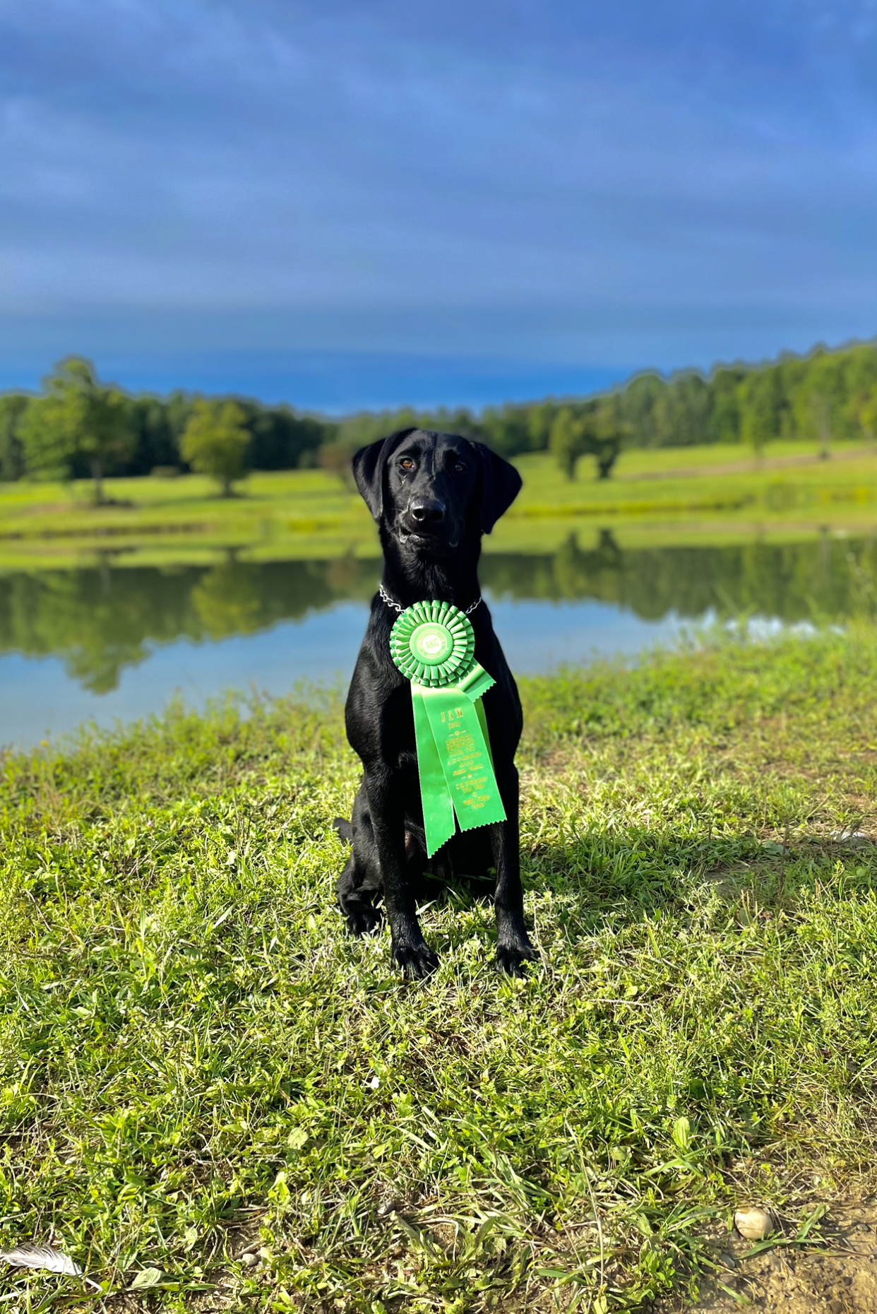 Water Wheels Big Black Girl | Black Labrador Retriver