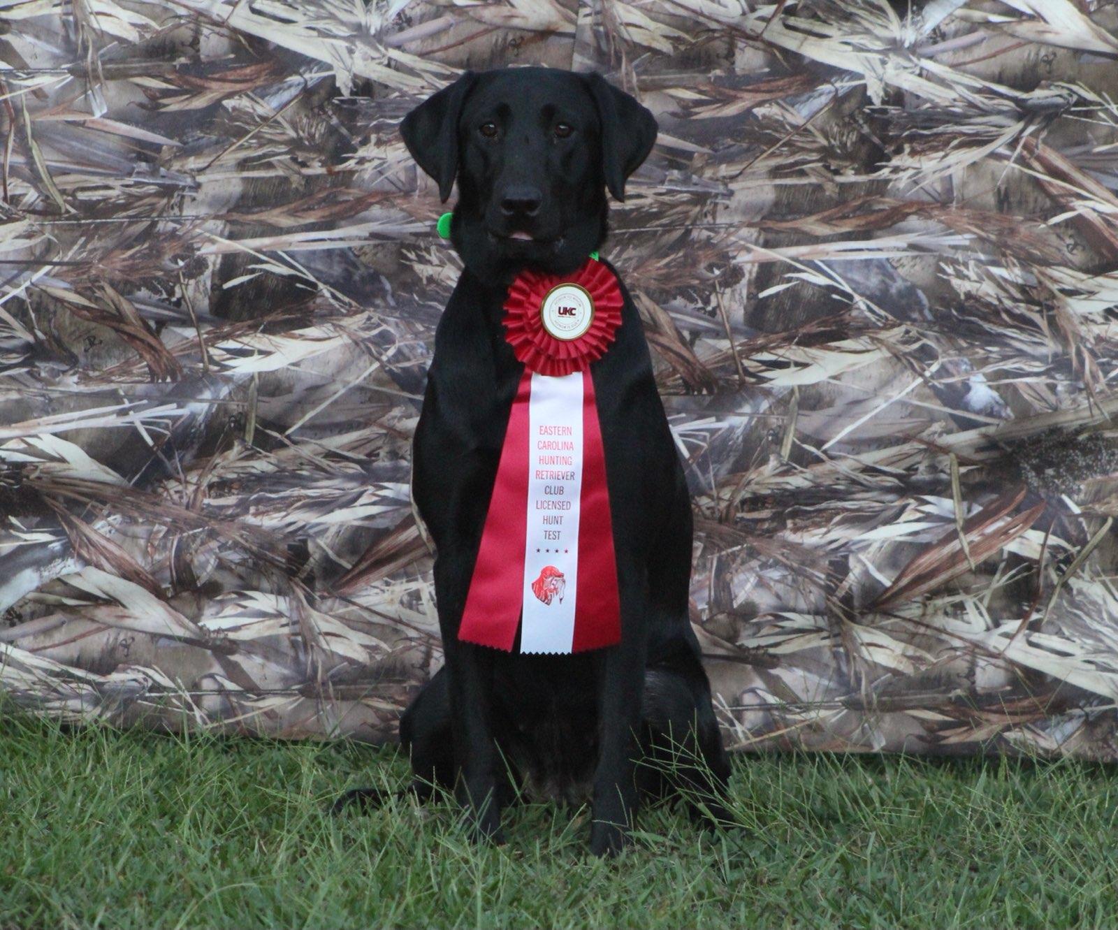 SHR  Tlc's Fancy Don't Let Me Down | Black Labrador Retriver