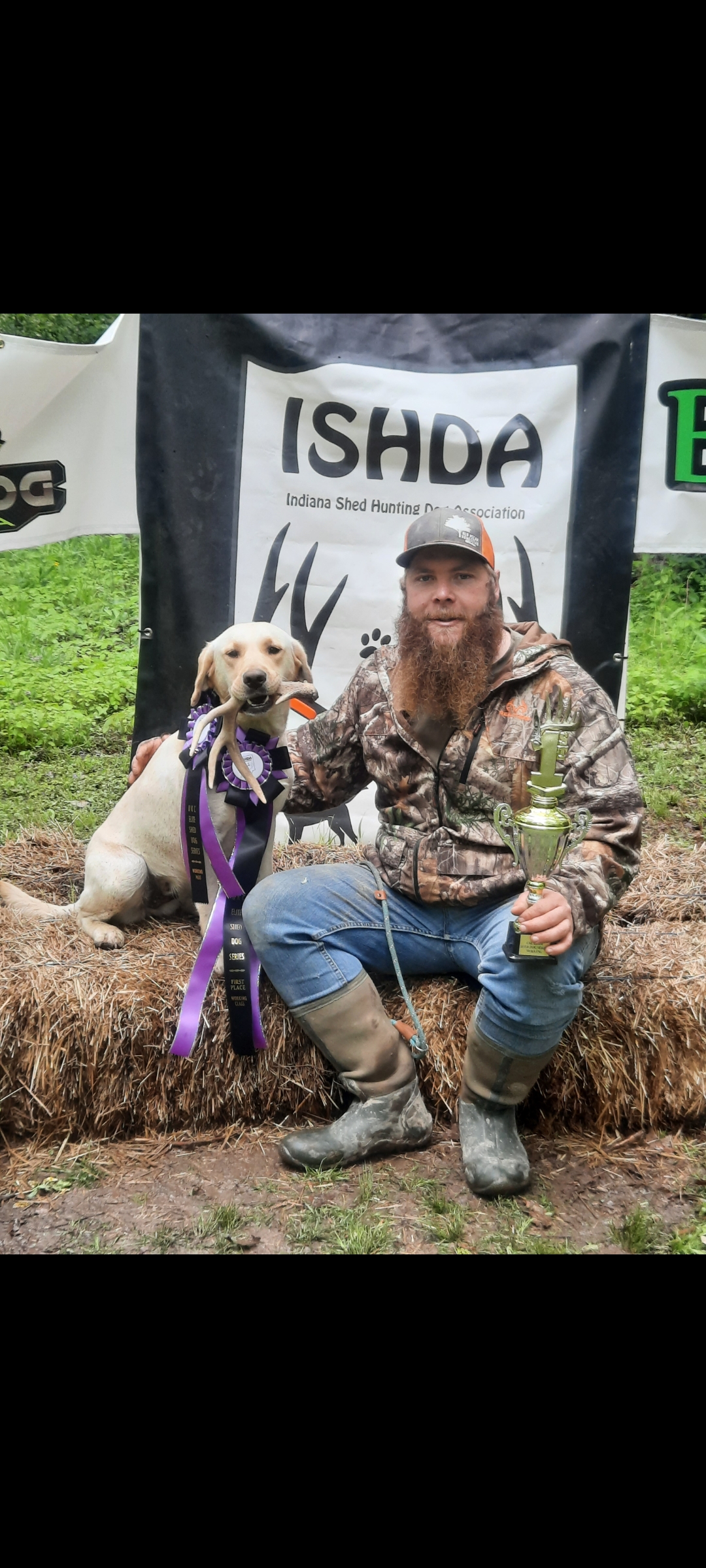 CHSD WSD Okie Shed Dogs Yellow Aspen | Yellow Labrador Retriver